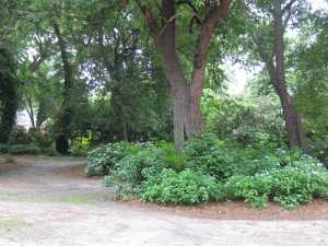 Hydrangea Garden view
